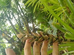 Guzmania monostachia