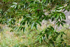 Cinnamomum insularimontanum