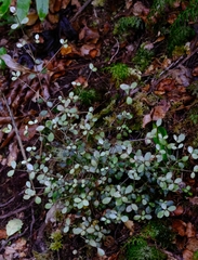 Neomyrtus pedunculata