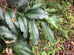 Ardisia virens