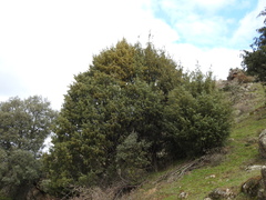 Juniperus oxycedrus