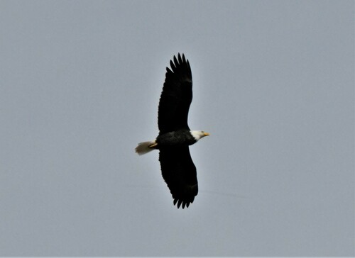 Bald Eagle photographed in New Mexico
