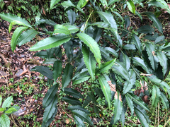 Ardisia virens
