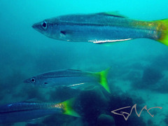 Dinolestes lewini