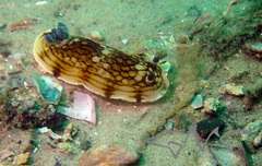 Aphelodoris varia