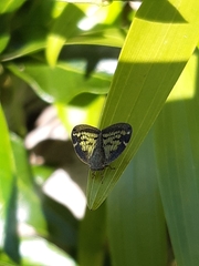 Scolypopa