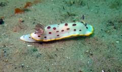 Goniobranchus splendidus