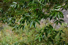 Cinnamomum insularimontanum