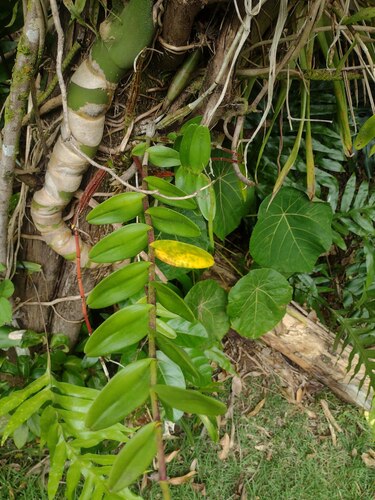 Dendrobium crumenatum observed 2023-01-21