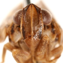 Fowlerium productum