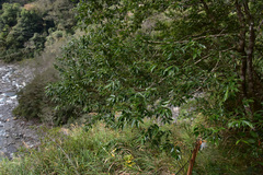 Cinnamomum insularimontanum