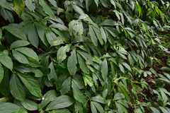 Elatostema platyphyllum
