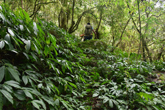 Elatostema platyphyllum