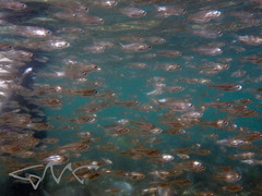 Ambassis jacksoniensis