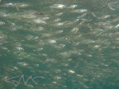 Ambassis jacksoniensis