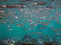 Ambassis jacksoniensis