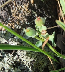 Euphorbia silenifolia