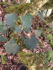 Sinopanax formosanus