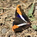 Mariposa Emperador - Photo (c) jrossmunro, algunos derechos reservados (CC BY-NC)