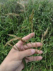 Sorghum × drummondii