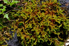Weymouthia cochlearifolia