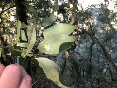 Cinnamomum insularimontanum