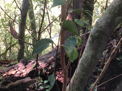 Cinnamomum insularimontanum
