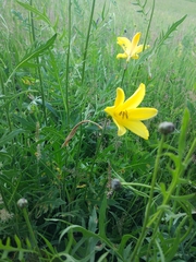 Hemerocallis minor