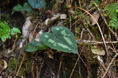 Asarum albomaculatum