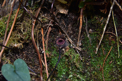 Asarum albomaculatum