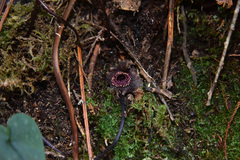 Asarum albomaculatum