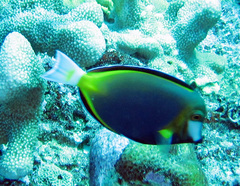 Acanthurus japonicus