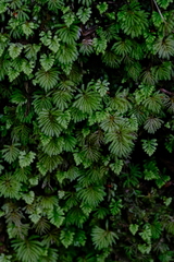 Hypopterygium didictyon