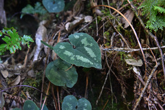Asarum albomaculatum