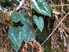 Asarum albomaculatum
