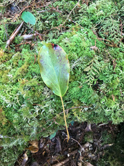 Trochodendron aralioides