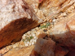 Conophytum