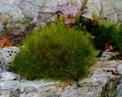 Dicranoloma menziesii