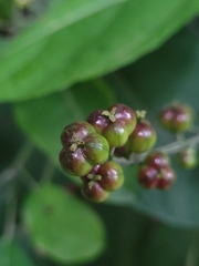 Aparisthmium cordatum