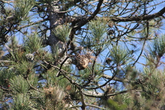 Vespinae
