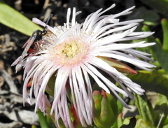 Neurosymploca concinna