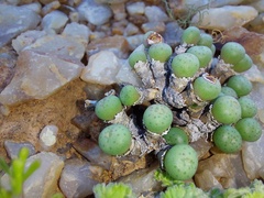 Conophytum