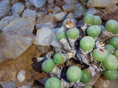 Conophytum