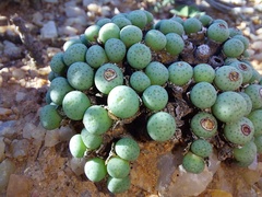 Conophytum