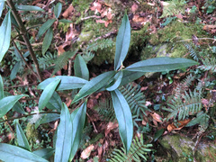 Daphne arisanensis