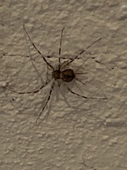 Cryptachaea gigantipes