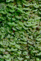 Hymenophyton