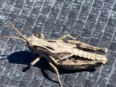 Phaulacridium marginale