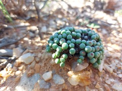 Conophytum