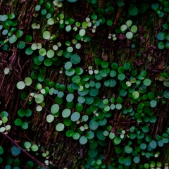 Metrosideros perforata